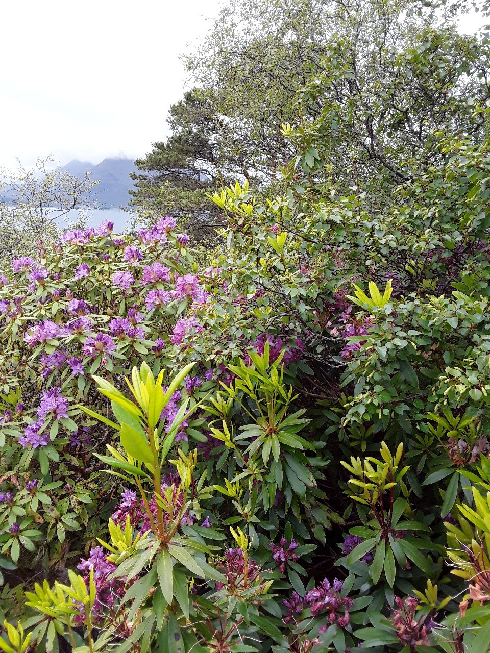 It’s not all bad news – Opportunities in tackling Rhododendron Ponticum